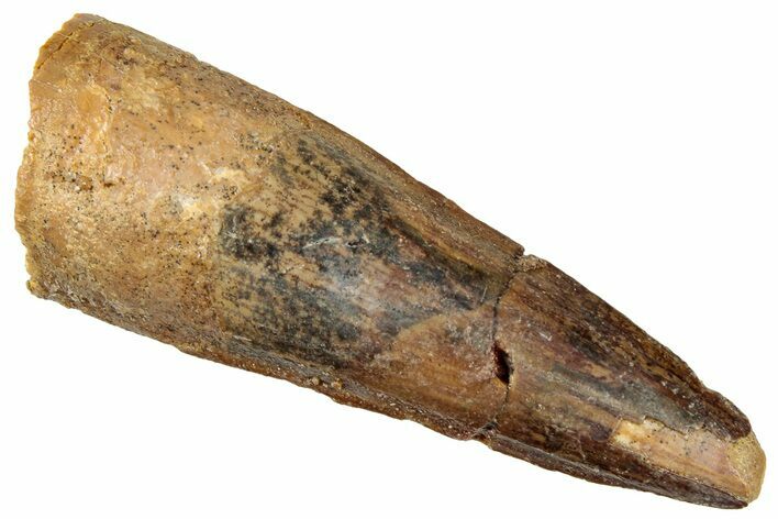 Fossil Spinosaurus Tooth - Real Dinosaur Tooth #322258